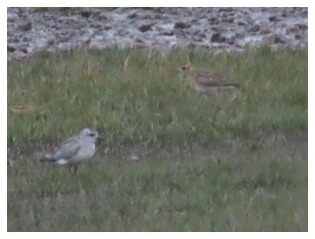 GreyGoldenPlov