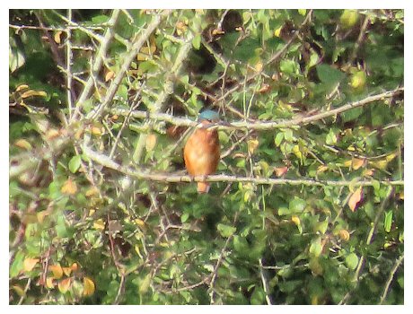 Kingfisher
