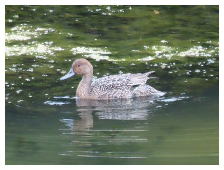 PintailFem