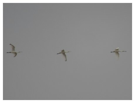 3 Spoonbill flying