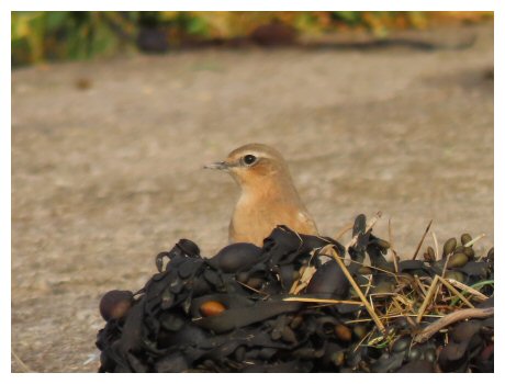 WheatearSept