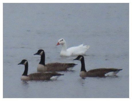 WhiteGreylag